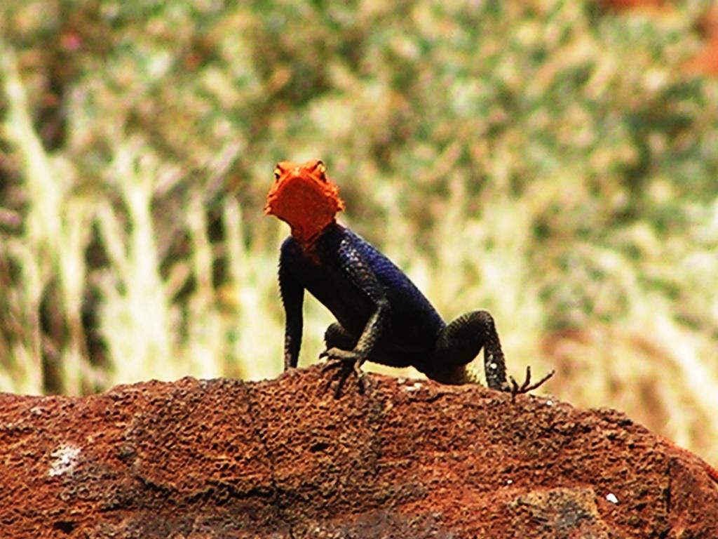Namibia - Twyfelfontein - 2006